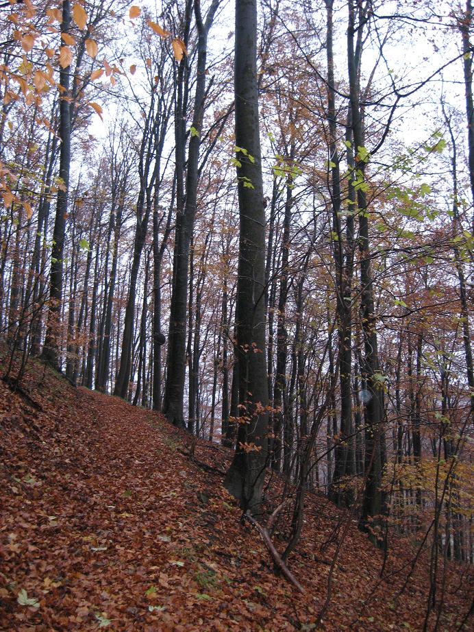 Lonau, November 2007